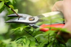 Pruning shears cutting branches